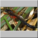 Dolichomitus messor - Schlupfwespe w01b 32mm - OS-Hasbergen Holzlagerplatz auf Eiche det06.jpg